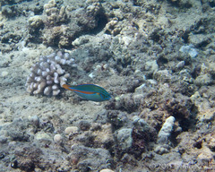 Stethojulis balteata