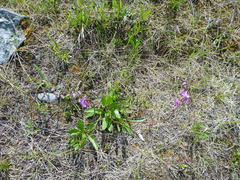 Primula pauciflora pauciflora