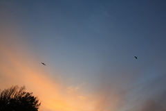 Milvus migrans lineatus