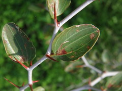 Ziziphus lotus