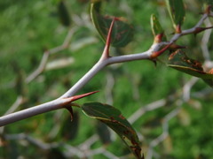 Ziziphus lotus