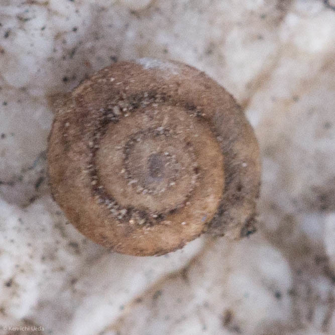 Setidiscus hornii