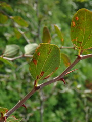 Ziziphus lotus