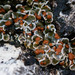 Scale Lichens and Allies - Photo (c) Ken-ichi Ueda, some rights reserved (CC BY), uploaded by Ken-ichi Ueda