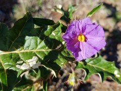 Solanum cinereum