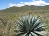 Agave vivipara rubescens - Photo (c) Ray Martínez Jiménez, some rights reserved (CC BY-NC), uploaded by Ray Martínez Jiménez