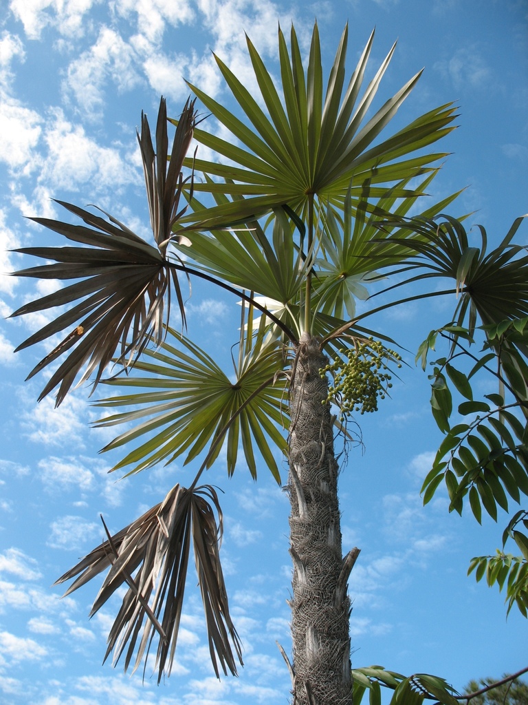 Coccothrinax miraguama