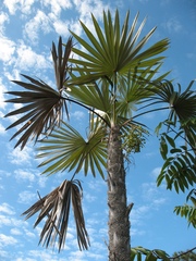 Coccothrinax miraguama, photograph (c) Yoannis Domínguez, some rights reserved (CC BY)