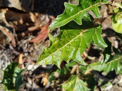 Solanum cinereum