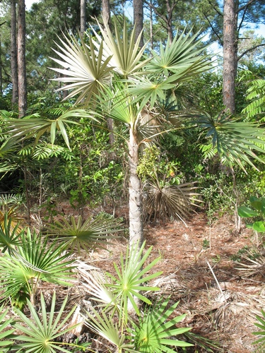 Coccothrinax miraguama