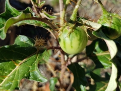 Solanum cinereum