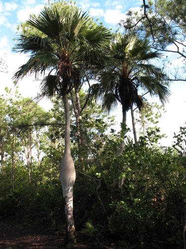 Colpothrinax wrightii, photo 24