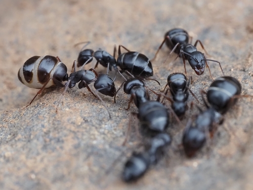 加那利弓背蚁Camponotus feae