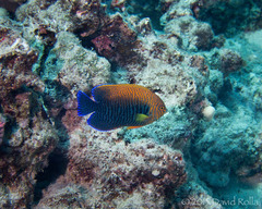 Centropyge potteri