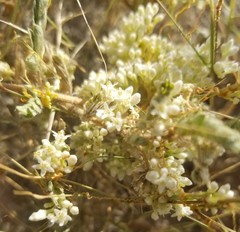 Cuscuta umbellata