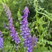 Winter Vetch - Photo (c) cjbrown1963, some rights reserved (CC BY-NC)