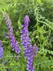 Winter Vetch - Photo (c) cjbrown1963, some rights reserved (CC BY-NC)