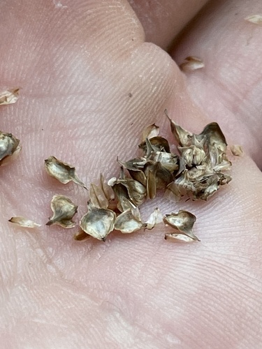 Kidneyshape Sedge (Carex reniformis)