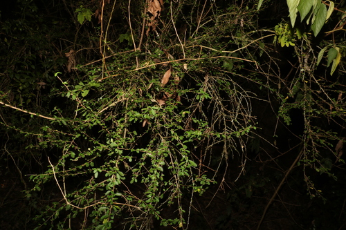 Image of Acalypha capillipes by (c) Greg Tasney, some rights reserved (CC BY-SA)