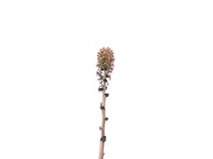 Agave nuusaviorum