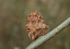 Rhopalomyia utahensis