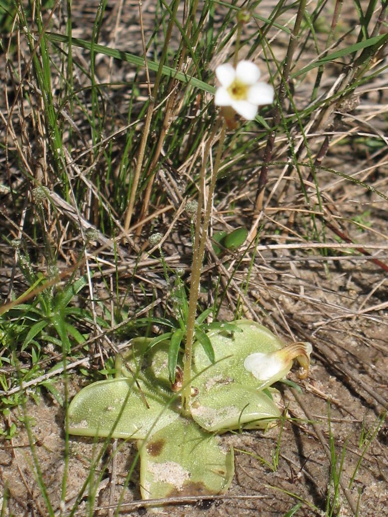 Pinguicula albida, Pinar del Río, CU