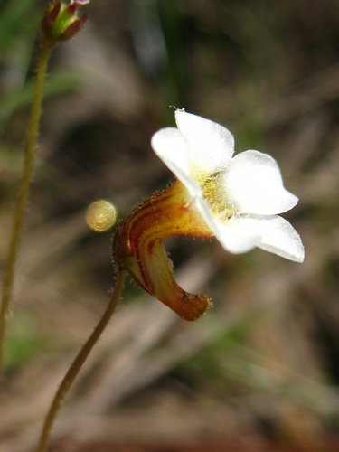 Pinguicula albida