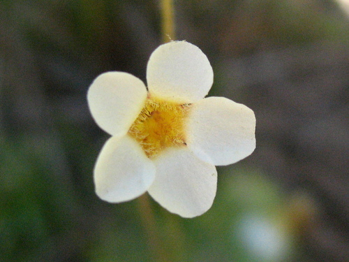 Pinguicula albida