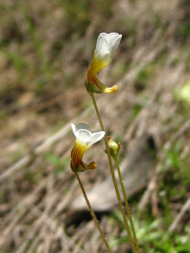 Pinguicula albida