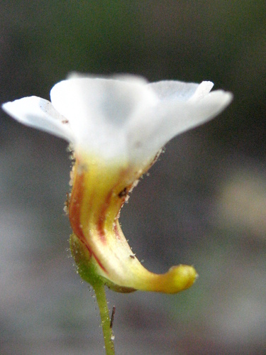 Pinguicula albida