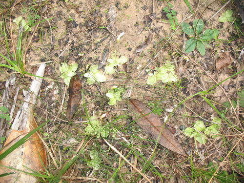 Pinguicula albida
