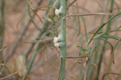 Rhopalomyia chrysothamni