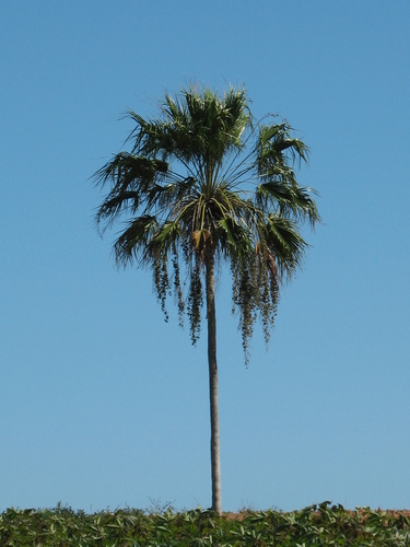 Copernicia brittonorum