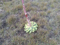 Agave nuusaviorum