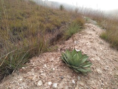 Agave nuusaviorum