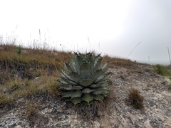 Agave nuusaviorum