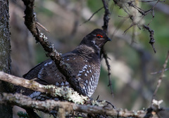 Falcipennis falcipennis