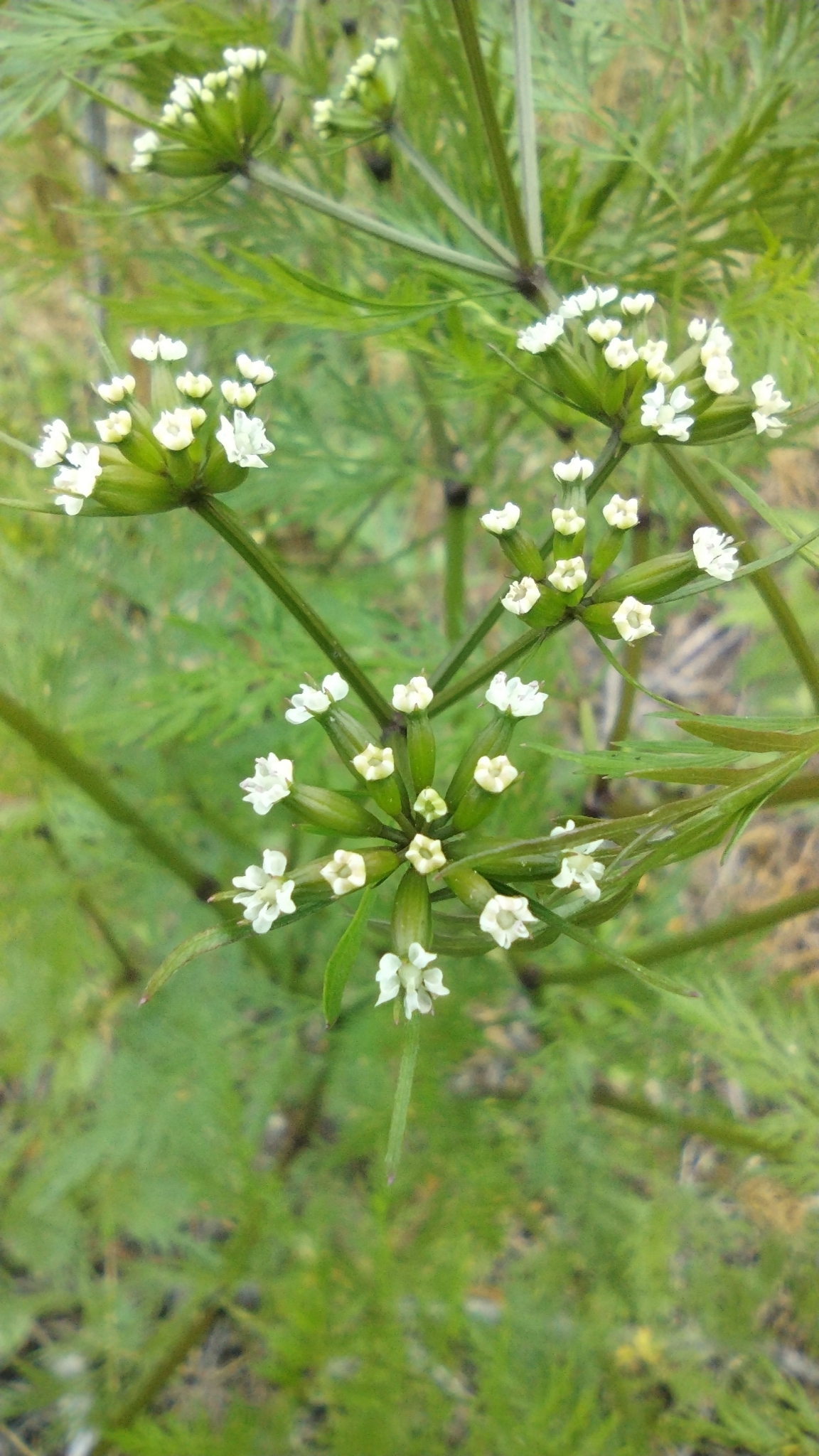 Trepocarpus aethusae