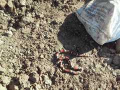 Lampropeltis annulata