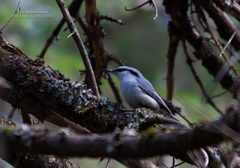 Sitta europaea baicalensis