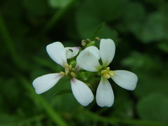 Erucaria hispanica