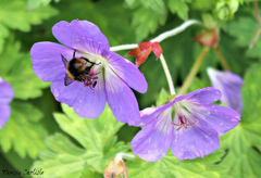 Bombus pratorum