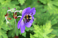 Bombus pratorum