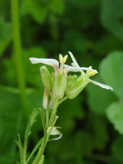 Erucaria hispanica