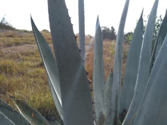 Agave applanata