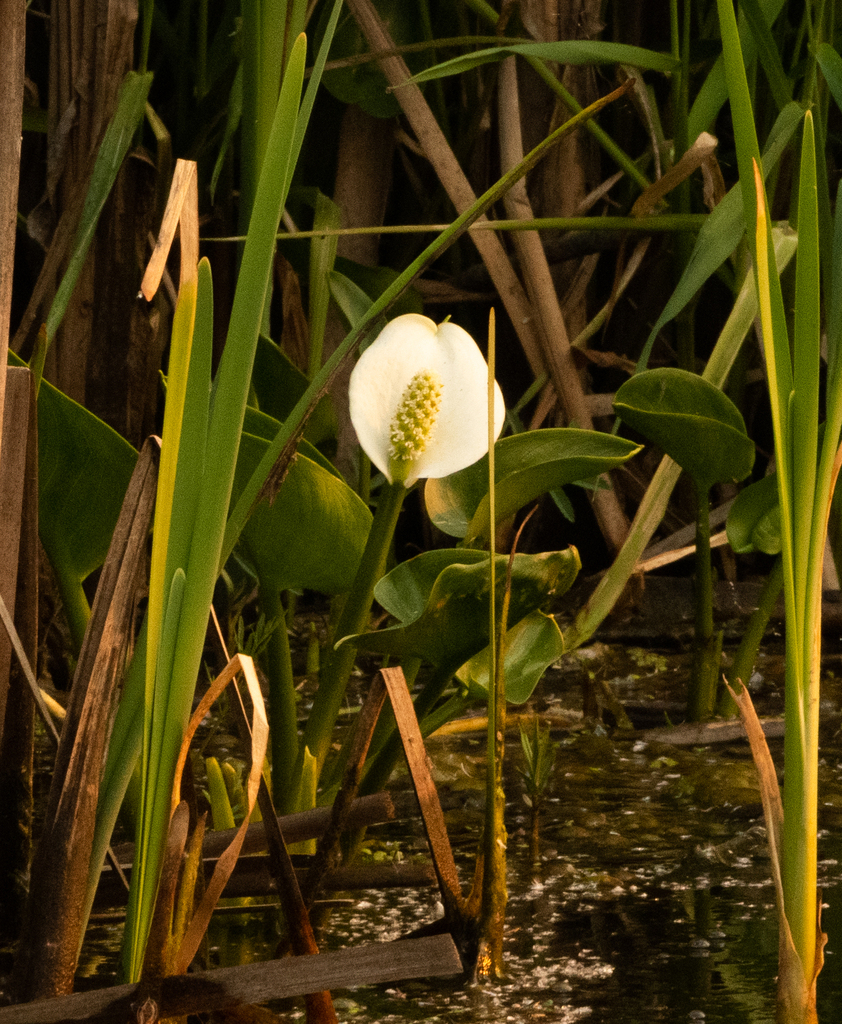 marsh calla from Val-d'Or, QC, Canada on June 3, 2023 at 07:14 AM by ...
