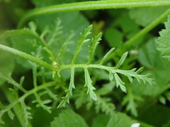 Erucaria hispanica