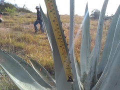 Agave applanata