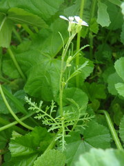 Erucaria hispanica