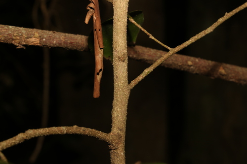 Image of Casearia (Casearia multinervosa) by (c) Greg Tasney, some rights reserved (CC BY-SA)